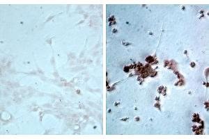 Influenza A Virus Matrix Protein 1 抗体  (HRP)