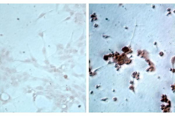 Influenza A Virus Matrix Protein 1 抗体  (HRP)