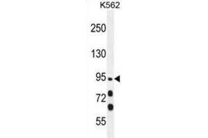 Western Blotting (WB) image for anti-Myosin XIX (MYO19) antibody (ABIN2996064) (Myosin XIX 抗体)