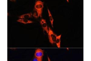 Immunofluorescence analysis of NIH/3T3 cells using ATP1B1 Polyclonal Antibody at dilution of 1:100. (ATP1B1 抗体)