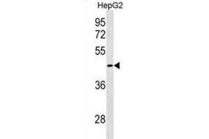 Western Blotting (WB) image for anti-GIPC PDZ Domain Containing Family, Member 3 (GIPC3) antibody (ABIN3000197) (GIPC3 抗体)