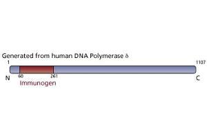 Image no. 3 for anti-Polymerase (DNA Directed), delta 1, Catalytic Subunit 125kDa (POLD1) (AA 60-261) antibody (ABIN968287) (POLD1 抗体  (AA 60-261))