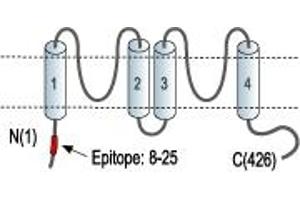 anti-Potassium Channel, Subfamily K, Member 2 (KCNK2) (AA 8-25), (Intracellular), (N-Term) antibody