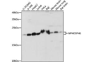 Western blot analysis of extracts of various cell lines, using MPHOSPH6 antibody (ABIN7268351) at 1:1000 dilution. (MPHOSPH6 抗体  (AA 1-160))