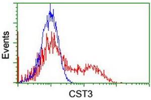 Image no. 2 for anti-Cystatin C (CST3) antibody (ABIN1497753) (CST3 抗体)