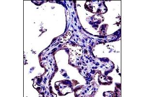 CD97 Antibody (C-term) (ABIN657690 and ABIN2846681) immunohistochemistry analysis in formalin fixed and paraffin embedded human placenta tissue followed by peroxidase conjugation of the secondary antibody and DAB staining. (CD97 抗体  (C-Term))