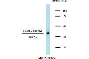 Western blotting analysis (non-reducing conditions) of whole cell lysate of MCF-7 human breast adenocarcinoma cell line using anti-CD326 / EpCAM (323/A3). (EpCAM 抗体)