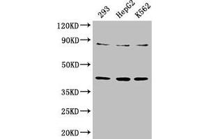 Western Blot Positive WB detected in: 293 whole cell lysate, HepG2 whole cell lysate, K562 whole cell lysate All lanes: PTPA antibody at 3. (PPP2R4 抗体  (AA 1-250))