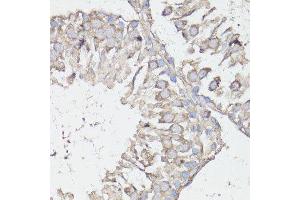 Immunohistochemistry of paraffin-embedded rat testis using MTOR antibody. (MTOR 抗体  (AA 2400-2500))