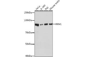Western blot analysis of extracts of various cell lines, using RRM1 Rabbit mAb (ABIN7269988) at 1:1000 dilution. (RRM1 抗体)