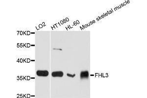 Western blot analysis of extracts of various cell lines, using FHL3 antibody. (FHL3 抗体)