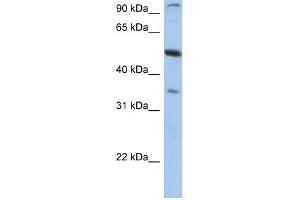 PLXDC1 antibody used at 1 ug/ml to detect target protein. (PLXDC1 抗体  (N-Term))