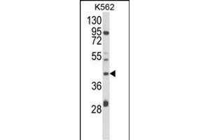 Western blot analysis of COQ3 Antibody (Center) (ABIN652711 and ABIN2842471) in K562 cell line lysates (35 μg/lane). (COQ3 抗体  (AA 172-201))