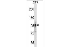 Western blot analysis in 293 cell line lysates (35ug/lane). (RBM10 抗体  (N-Term))