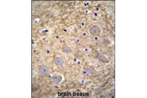 PCDHGA1 Antibody immunohistochemistry analysis in formalin fixed and paraffin embedded human brain tissue followed by peroxidase conjugation of the secondary antibody and DAB staining. (PCDHGA1 抗体  (AA 287-315))