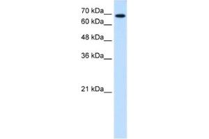 Western Blotting (WB) image for anti-Ribophorin II (RPN2) antibody (ABIN2462849) (Ribophorin II 抗体)