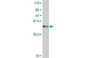 Western Blot detection against Immunogen (37. (HHEX 抗体  (AA 133-237))