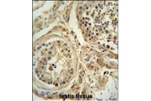 WDR51B antibody (C-term) (ABIN654969 and ABIN2844607) immunohistochemistry analysis in formalin fixed and paraffin embedded human testis tissue followed by peroxidase conjugation of the secondary antibody and DAB staining. (POC1B 抗体  (C-Term))