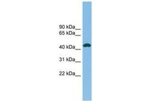Image no. 1 for anti-Nodal Homolog (NODAL) (C-Term) antibody (ABIN6745136) (Nodal 抗体  (C-Term))