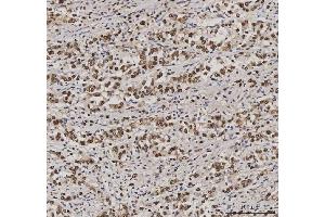 IHC analysis of PC4/SUB1 using anti-PC4/SUB1 antibody (ABIN7602185).