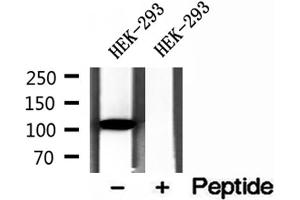 Western blot analysis of extracts of HEK-293 cells, using DIAPH3 antibody.