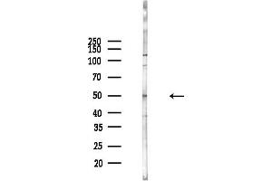 Western blot analysis of lysates from Hela cells(heat-shock,45 min treatment), using ATP6AP1 Antibody at 1/1000 dilution.