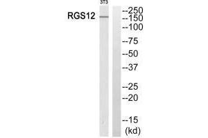 Western blot analysis of extracts from 3T3 cells, using RGS12 antibody. (RGS12 抗体  (N-Term))