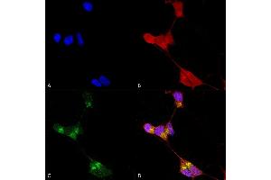 Immunocytochemistry/Immunofluorescence analysis using Mouse Anti-GABA-A Receptor Delta Monoclonal Antibody, Clone N151/3 (ABIN2484994). (GABRA1 抗体  (AA 15-34) (Atto 390))