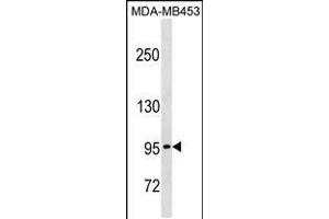 Western blot analysis in MDA-MB453 cell line lysates (35ug/lane). (PCDHGA5 抗体  (N-Term))