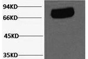 Western Blot analysis of Human serum using Transferrin Monoclonal Antibody at dilution of 1:2000.