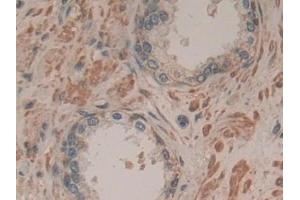 Immunohistochemistry (IHC) image for anti-Stromal Cell Derived Factor 2 (SDF2) (AA 19-211) antibody (ABIN7439993)