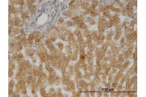 Immunostaining (ISt) image for anti-Prostaglandin E Synthase 3 (Cytosolic) (PTGES3) (AA 1-160) antibody (ABIN564678)