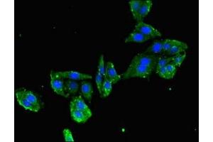 Immunofluorescent analysis of HepG2 cells using ABIN7160551 at dilution of 1:100 and Alexa Fluor 488-congugated AffiniPure Goat Anti-Rabbit IgG(H+L)