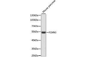 Western blot analysis of extracts of mouse pancreas, using FOXN3 antibody (ABIN6290407) at 1:1000 dilution. (FOXN3 抗体)