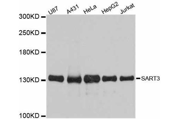 SART3 抗体  (AA 664-963)