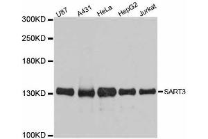 Western blot analysis of extracts of various cell lines, using SART3 antibody. (SART3 抗体  (AA 664-963))