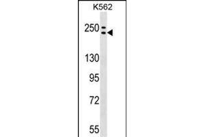 ADCY9 Antibody (C-term) (ABIN1536696 and ABIN2849404) western blot analysis in K562 cell line lysates (35 μg/lane). (ADCY9 抗体  (C-Term))