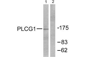 Western Blotting (WB) image for anti-phospholipase C, gamma 1 (PLCG1) (Tyr771) antibody (ABIN1847921) (Phospholipase C gamma 1 抗体  (Tyr771))