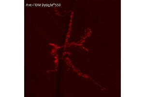 Immunofluorescence (IF) image for anti-tdTomato Fluorescent Protein (tdTomato) antibody (DyLight 550) (ABIN7273113) (tdTomato 抗体  (DyLight 550))