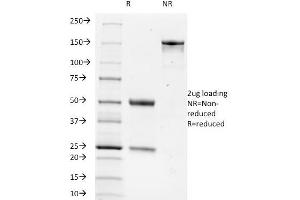 SDS-PAGE Analysis Purified TRIM29 Monoclonal Antibody (TRIM29/1042). (TRIM29 抗体  (AA 1-200))