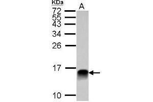 WB Image Sample (30 ug of whole cell lysate) A: NCI-H929 15% SDS PAGE antibody diluted at 1:10000 (LGALS1/Galectin 1 抗体)