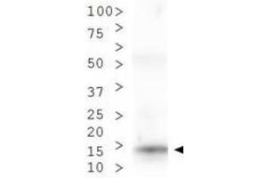 Western Blot of Rabbit Anti-Histone H3 [Dimethyl Lys9, p Thr6] Antibody.