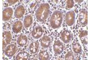 Immunohistochemistry of Bit1 in human small intestine tissue with Bit1 antibody at 10 μg/ml. (PTRH2 抗体  (Middle Region))