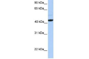Ectodysplasin A Receptor antibody used at 1 ug/ml to detect target protein. (EDAR 抗体  (Middle Region))