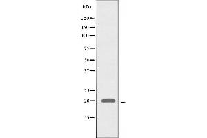 ATP5L2 抗体  (C-Term)