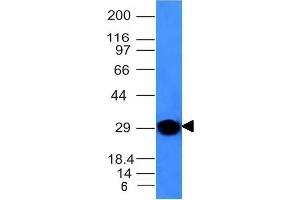 Western Blot Analysis of human Spleen lysate using Kappa Light Chain Mouse Monoclonal Antibody (KLC264). (IGKC 抗体)