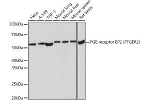 Western blot analysis of extracts of various cell lines, using PGE Receptor EP2 (PGE Receptor EP2 (PGE receptor EP2 (PTGER2))) Rabbit mAb (ABIN7269572) at 1:1000 dilution. (PTGER2 抗体)