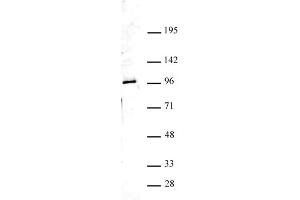 Ago4 antibody (pAb) tested by Western blot. (AGO4 抗体  (N-Term))