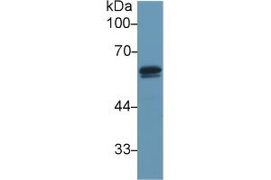 Western blot analysis of Mouse Testis lysate, using Mouse DBP Antibody (1 µg/ml) and HRP-conjugated Goat Anti-Rabbit antibody ( (Vitamin D-Binding Protein 抗体  (AA 205-403))