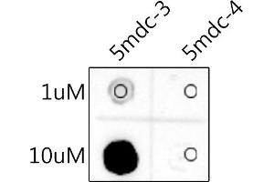 Dot Blot against 5-Methylcytosine (5mC) and unmodified cytosine using 5-Methylcytosine (5mC) antibody (ABIN7265343) at 1:1000 dilution. (5-Methylcytidine 抗体)